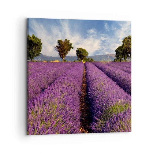 Cuadro sobre lienzo - Impresión de Imagen - Campos de lavanda - 70x70 cm