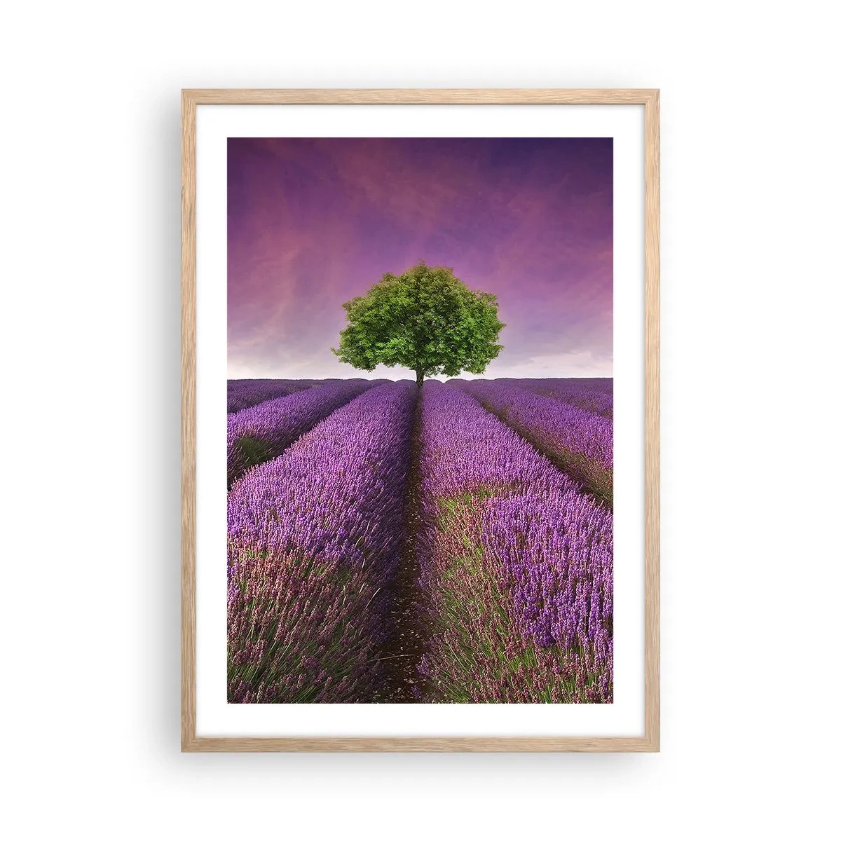 Póster en marco roble claro - En los campos de lavanda - 50x70 cm