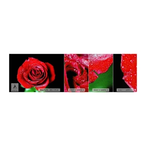 Muestra de fotomural Premium Canvas - Eso es el amor - flores, Rosa roja, Pétalos de rosa - 100x30 cm