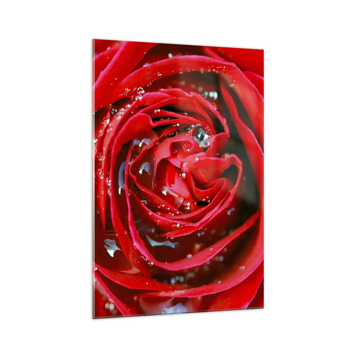 Cuadro sobre vidrio - Impresiones sobre Vidrio - Primer plano de una rosa roja con gotas de agua en los pétalos. - 70x100cm - En gotas de rocío - Decoración de pared moderna para salón y dormitorio ARTTOR