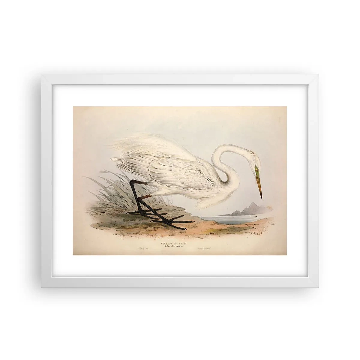 Póster en marco blanco - Dama de los juncos - 40x30 cm