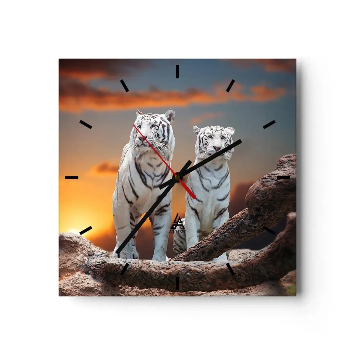 Reloj de pared - Reloj de vidrio - Tigres blancos al atardecer con la naturaleza como telón de fondo - 30x30cm - Como en Narnia - Decoración de pared moderna para salón y dormitorio ARTTOR