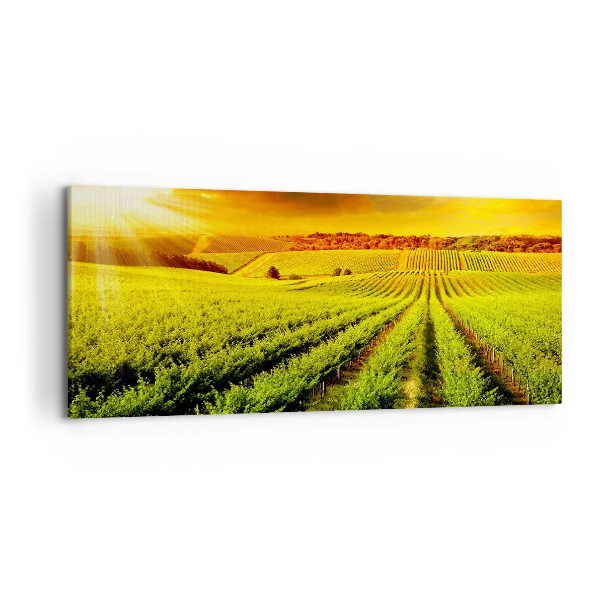 Cuadro sobre lienzo - Impresión de Imagen - Viñedos dorados iluminados por los rayos del sol. - 120x50cm - Bajo el sol de Australia - Decoración de pared moderna para salón y dormitorio ARTTOR