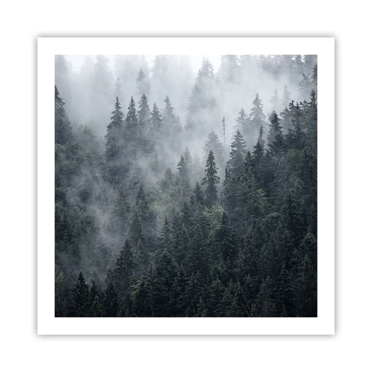 Póster - Amanecer en el bosque - 60x60 cm