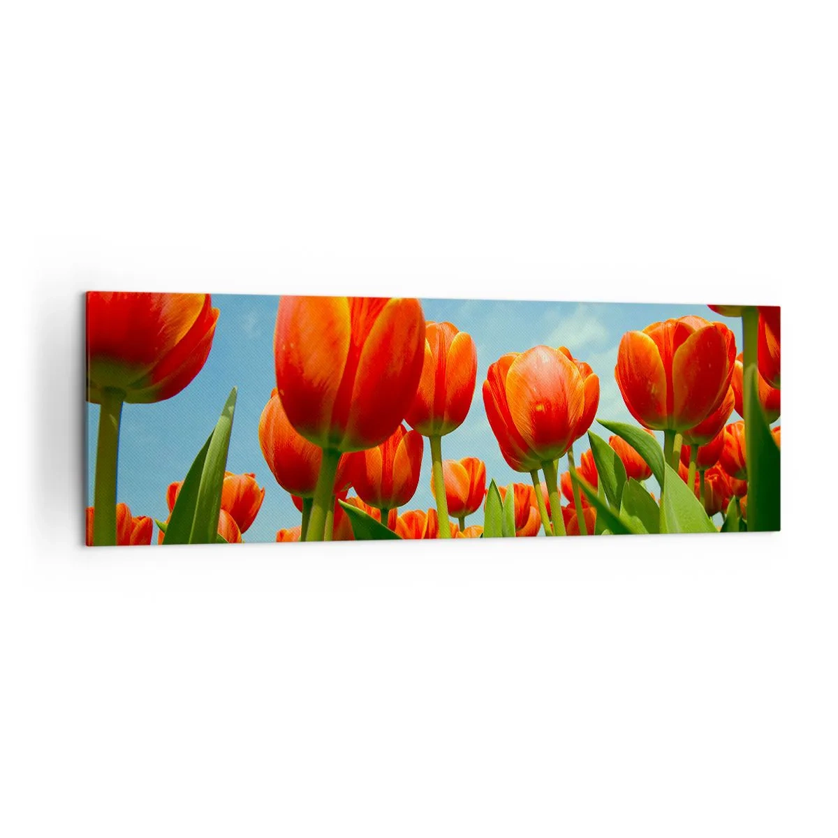 Cuadro sobre lienzo - Impresión de Imagen - Un campo de tulipanes rojos y naranjas contra un cielo azul. - 160x50cm - Excepto el cielo azul no necesitan nada en la vida - Decoración de pared moderna para salón y dormitorio ARTTOR