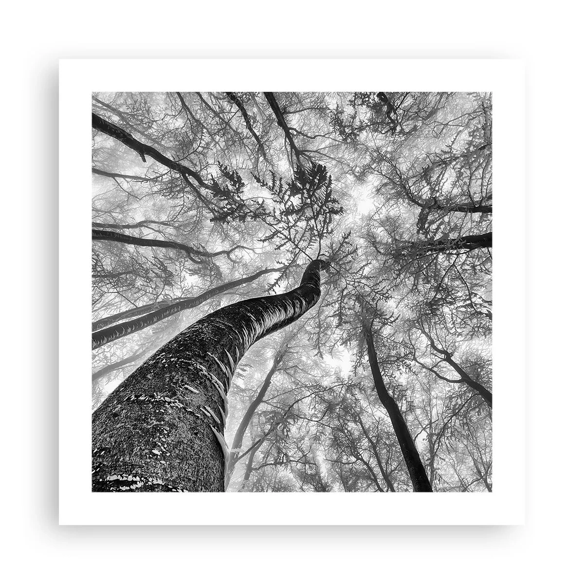 Póster - Carrera hacia la luz - 50x50 cm