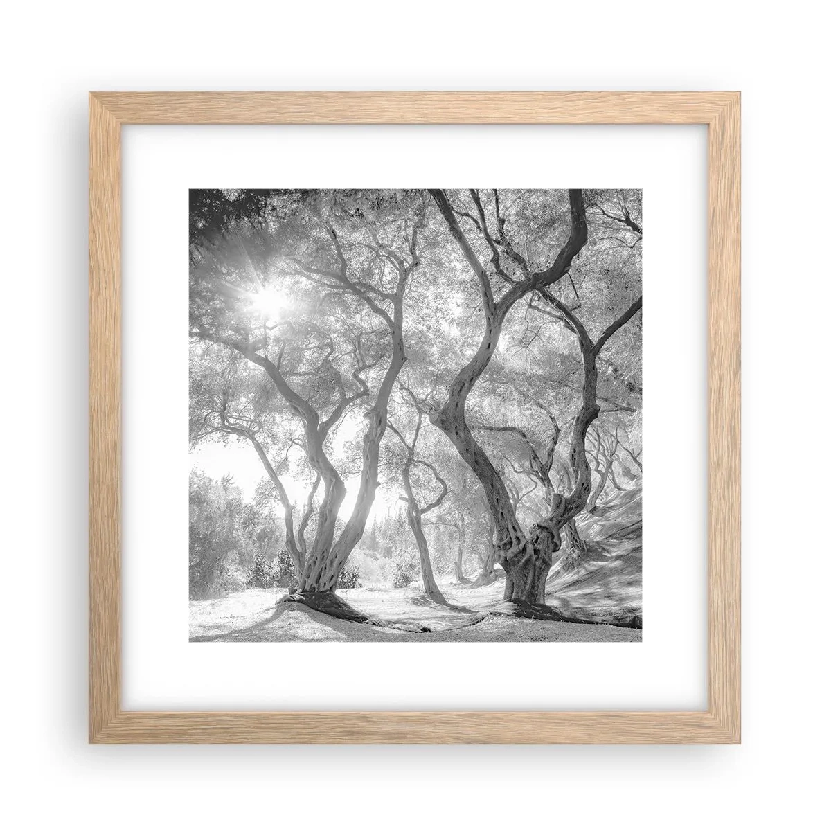Póster en marco roble claro - En un olivar - 30x30 cm