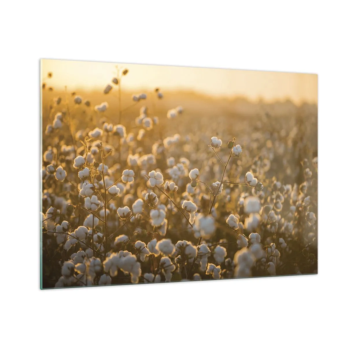 Cuadro sobre vidrio - Impresiones sobre Vidrio - Campo de algodón al atardecer - 100x70cm - Un campo esponjoso - Decoración de pared moderna para salón y dormitorio ARTTOR