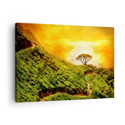 Cuadro sobre lienzo - Impresión de Imagen - Colinas verdes de plantaciones de té al atardecer - 70x50cm - Por un camino sinuoso, por una verde pendiente - Decoración de pared moderna para salón y dormitorio ARTTOR