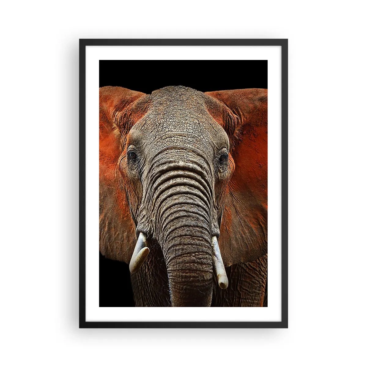 Póster en marco negro - Retrato de un majestuoso elefante sobre un fondo negro - 50x70cm - Soy salvaje, ¿y tú? - Decoración de pared moderna para salón y dormitorio ARTTOR