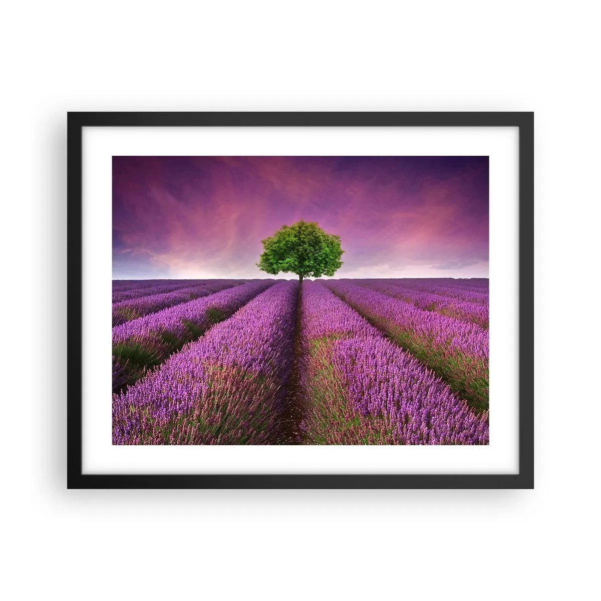 Póster en marco negro - En los campos de lavanda - 50x40 cm