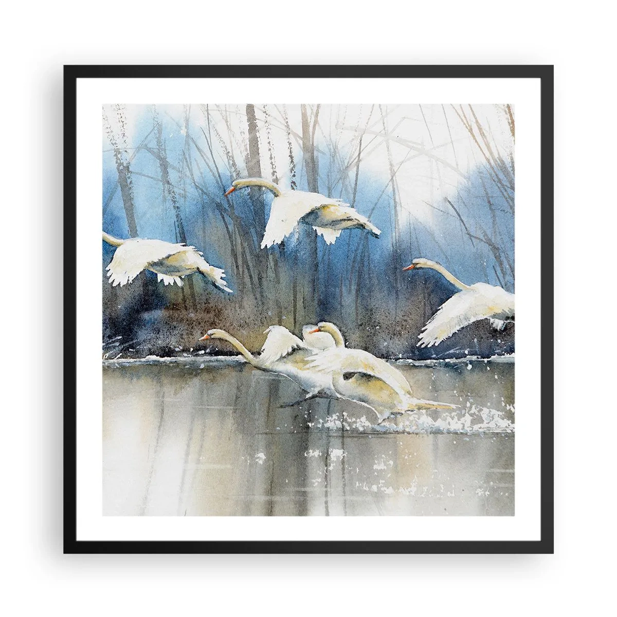 Póster en marco negro - Como en un cuento de cisnes salvajes - 60x60 cm