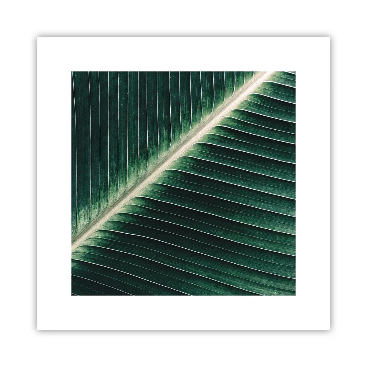 Póster - El ritmo de la naturaleza - 30x30 cm