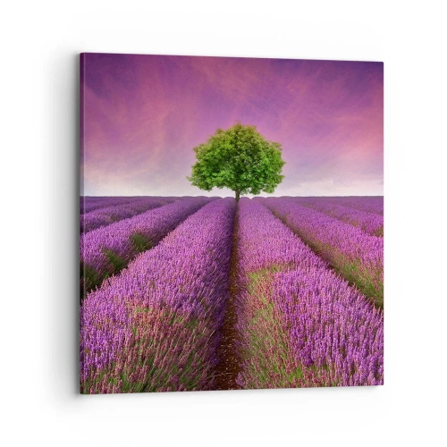 Cuadro sobre lienzo - Impresión de Imagen - En los campos de lavanda - 70x70 cm