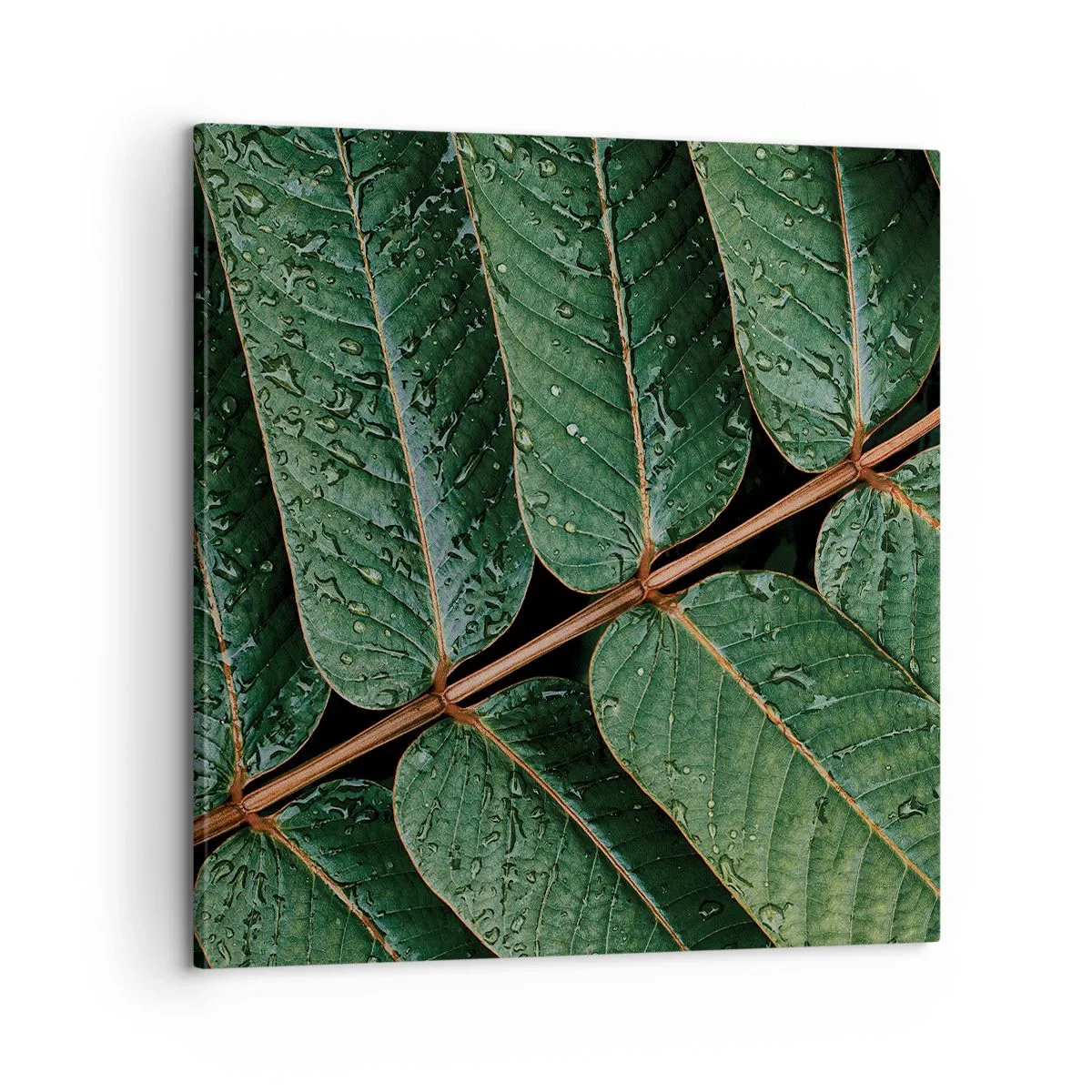 Cuadro sobre lienzo - Impresión de Imagen - En un ritmo verde - 60x60 cm