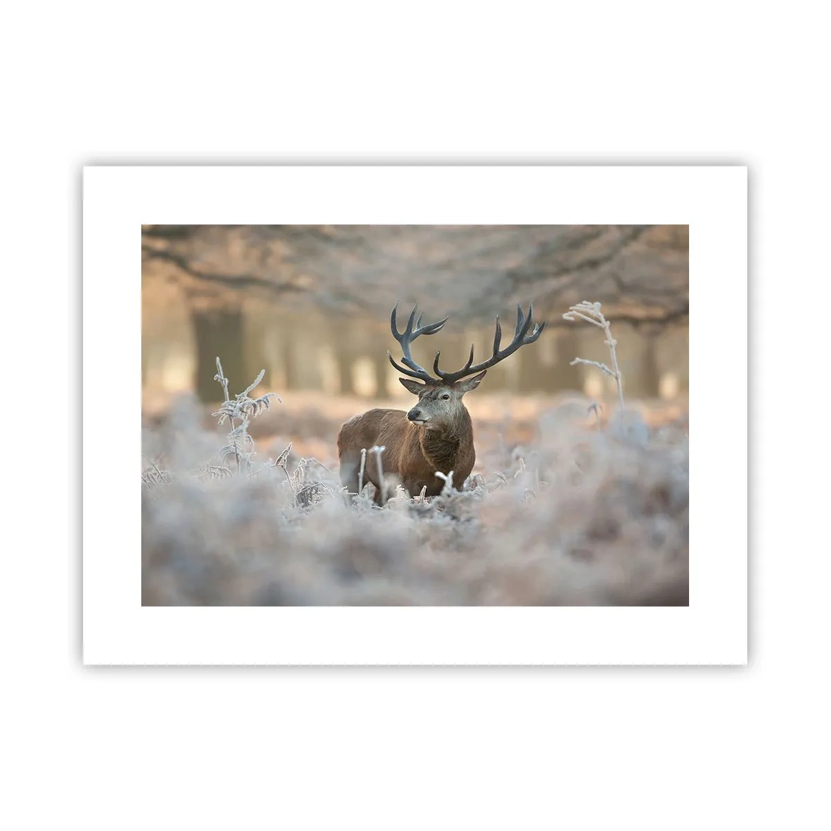 Póster - Una mañana fresca - 40x30 cm