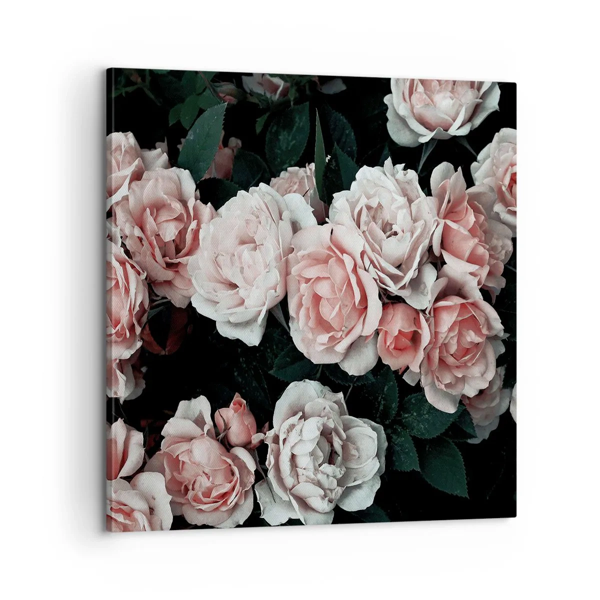 Cuadro sobre lienzo - Impresión de Imagen - Conjunto de rosas - 60x60 cm