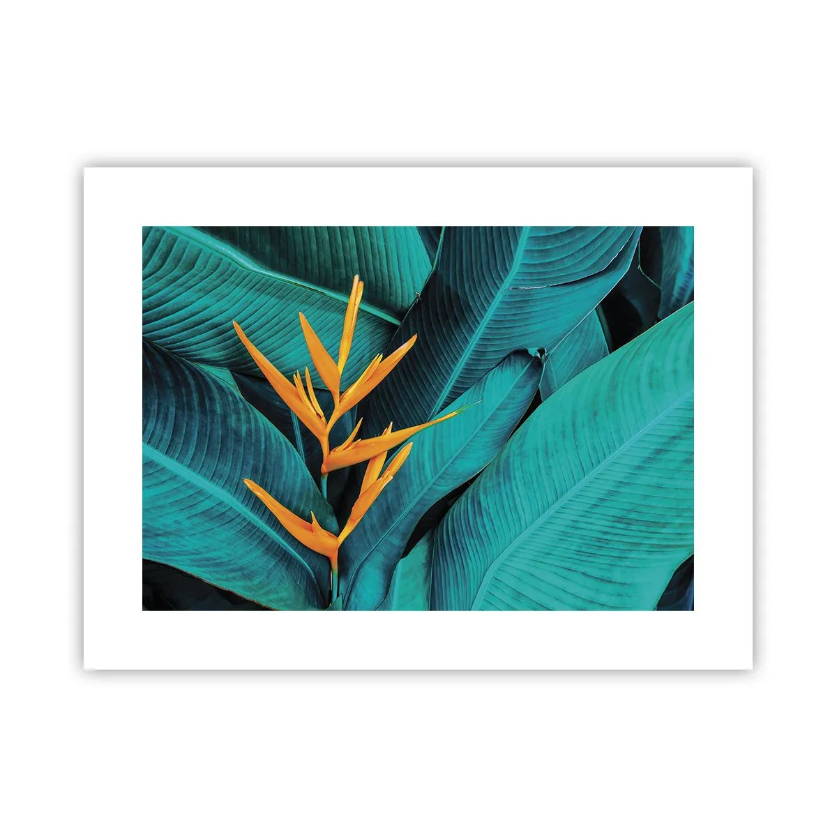 Póster - Flor del Edén - 40x30 cm