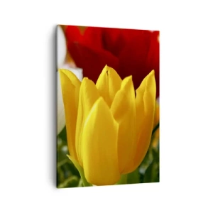 Cuadro sobre lienzo - Impresión de Imagen - Primer plano de tulipanes coloridos sobre un fondo primaveral - 50x70cm - Fiebre del tulipán - Decoración de pared moderna para salón y dormitorio ARTTOR