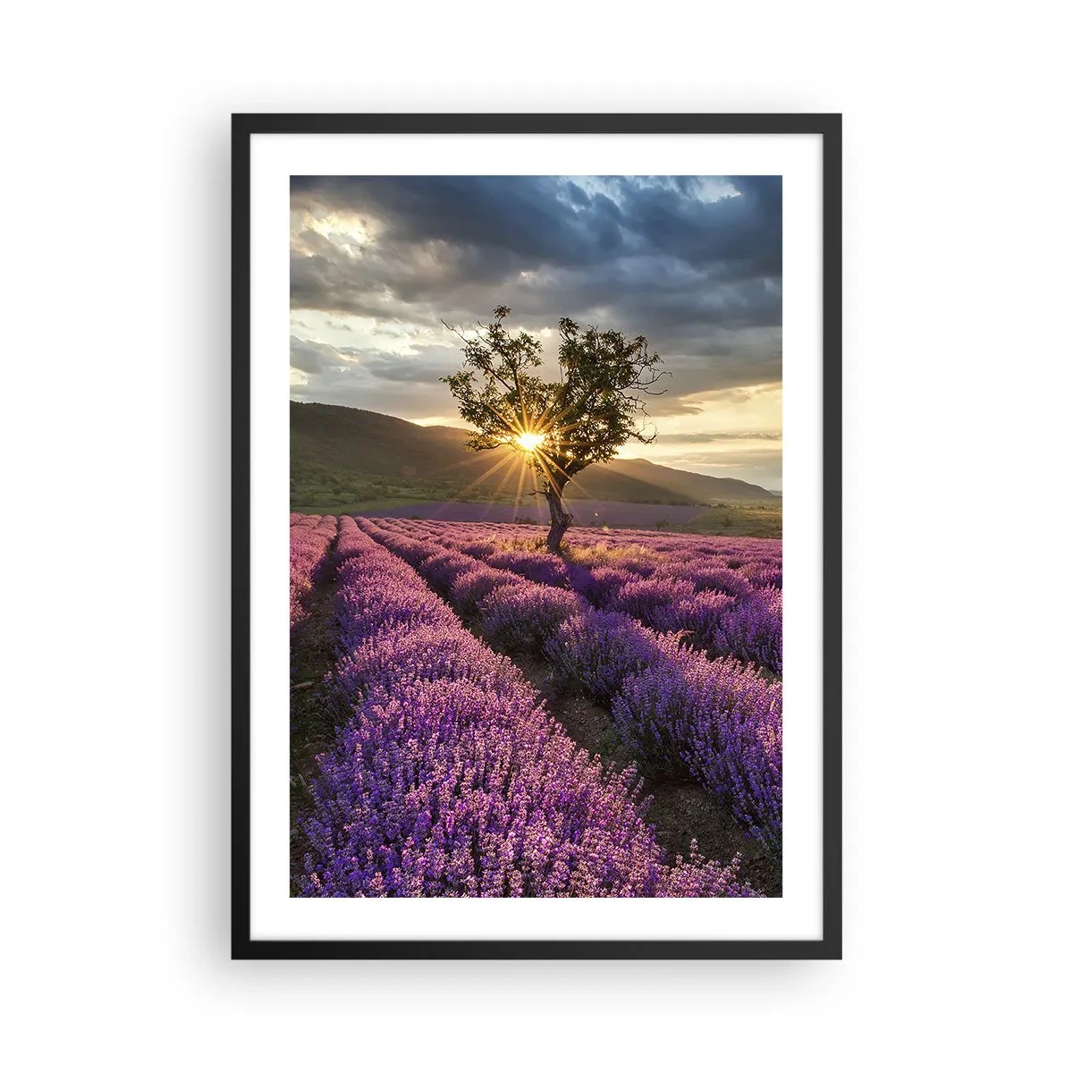 Póster en marco negro - Un campo de lavanda con un árbol solitario y una puesta de sol. - 50x70cm - Aroma en lila - Decoración de pared moderna para salón y dormitorio ARTTOR
