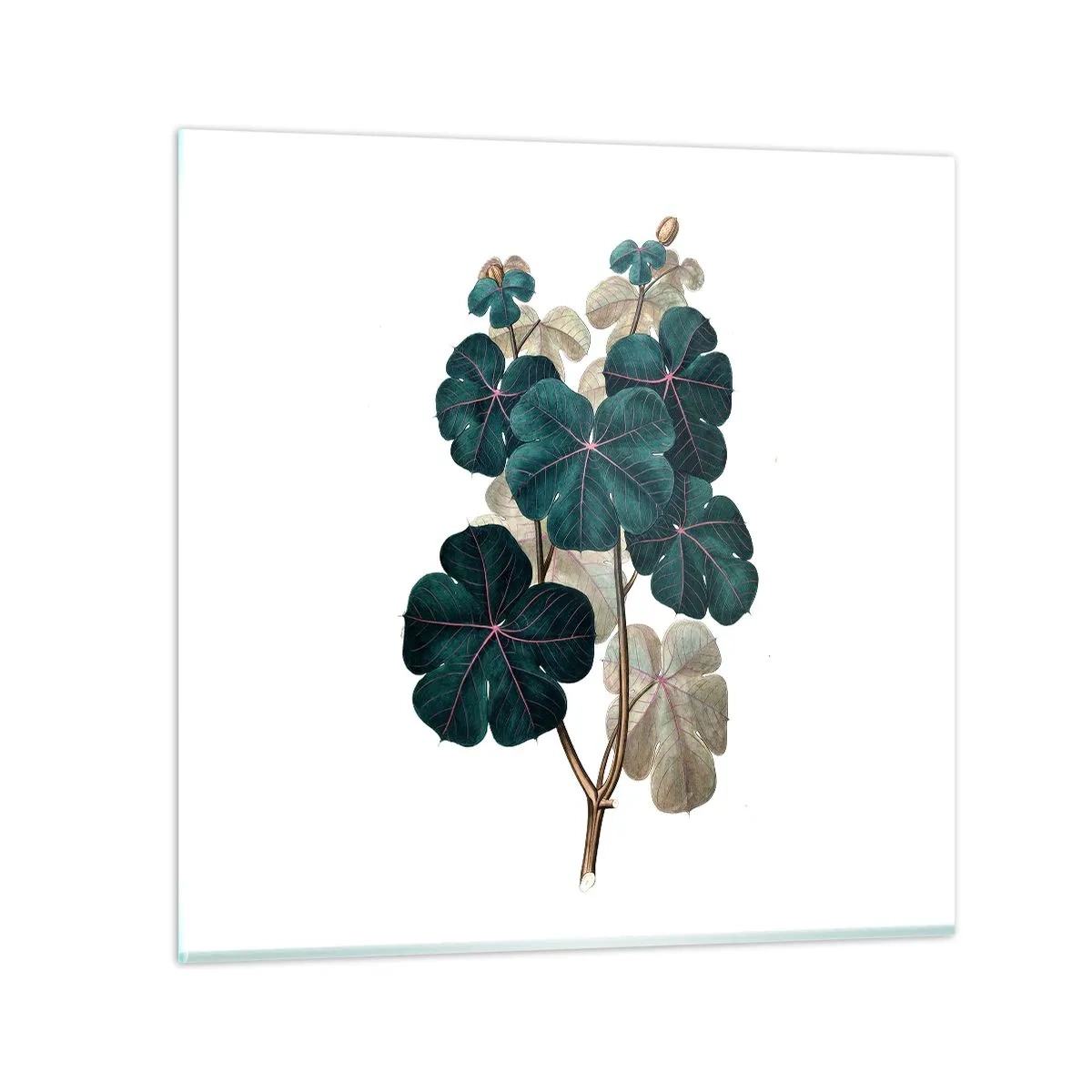 Cuadro sobre vidrio - Impresiones sobre Vidrio - De un viejo herbario - 50x50 cm