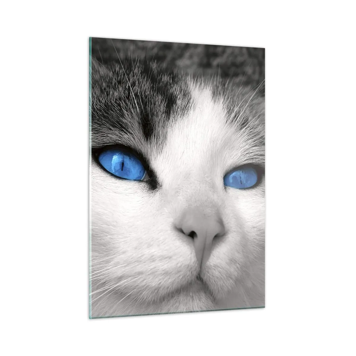 Cuadro sobre vidrio - Impresiones sobre Vidrio - Una fotografía en blanco y negro de un gato con ojos azules intensos. - 50x70cm - Inusual de ojos azules - Decoración de pared moderna para salón y dormitorio ARTTOR