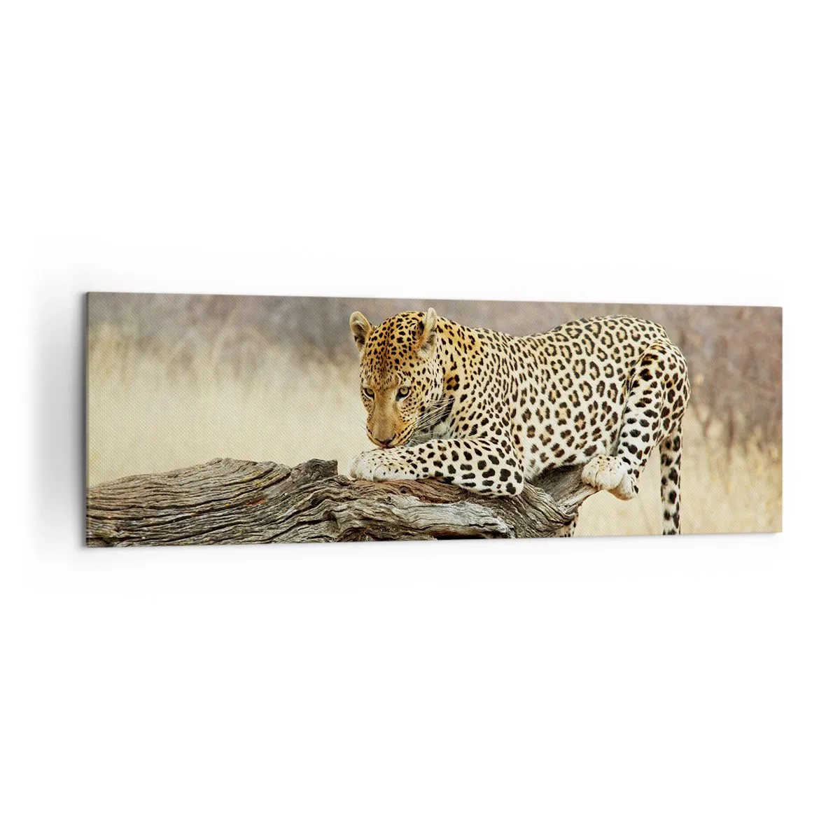 Cuadro sobre lienzo - Impresión de Imagen - Un leopardo descansando en el tronco de un árbol en la sabana. - 160x50cm - Voy por mi cuenta - Decoración de pared moderna para salón y dormitorio ARTTOR