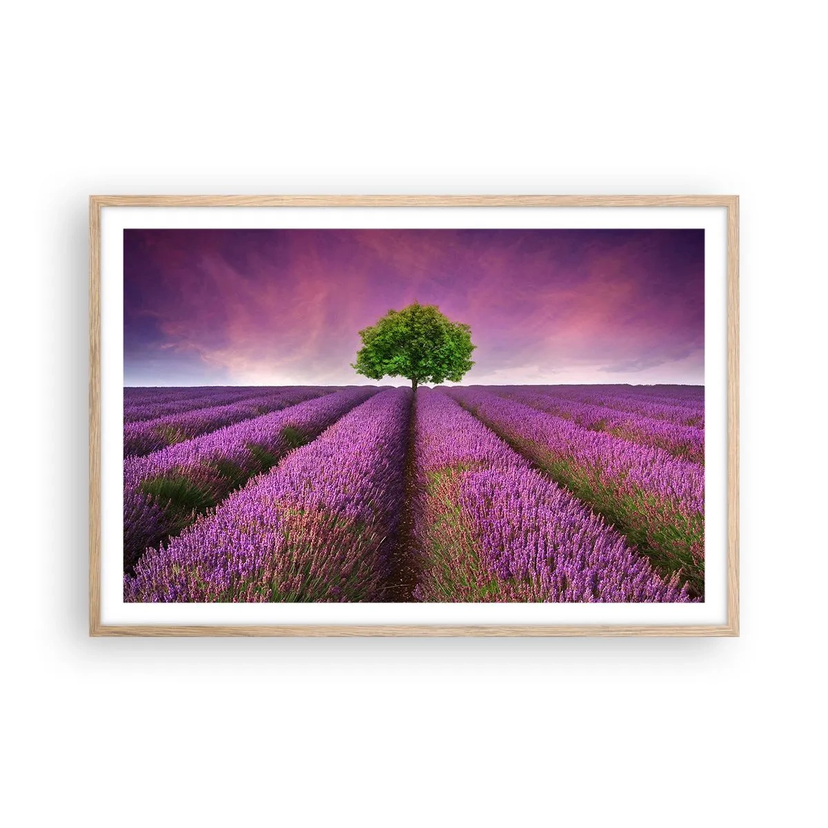 Póster en marco roble claro - En los campos de lavanda - 91x61 cm
