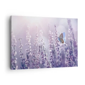 Cuadro sobre lienzo - Impresión de Imagen - Una mariposa sobre lavanda en flor a la luz de la mañana. - 70x50cm - El beso de una mariposa - Decoración de pared moderna para salón y dormitorio ARTTOR