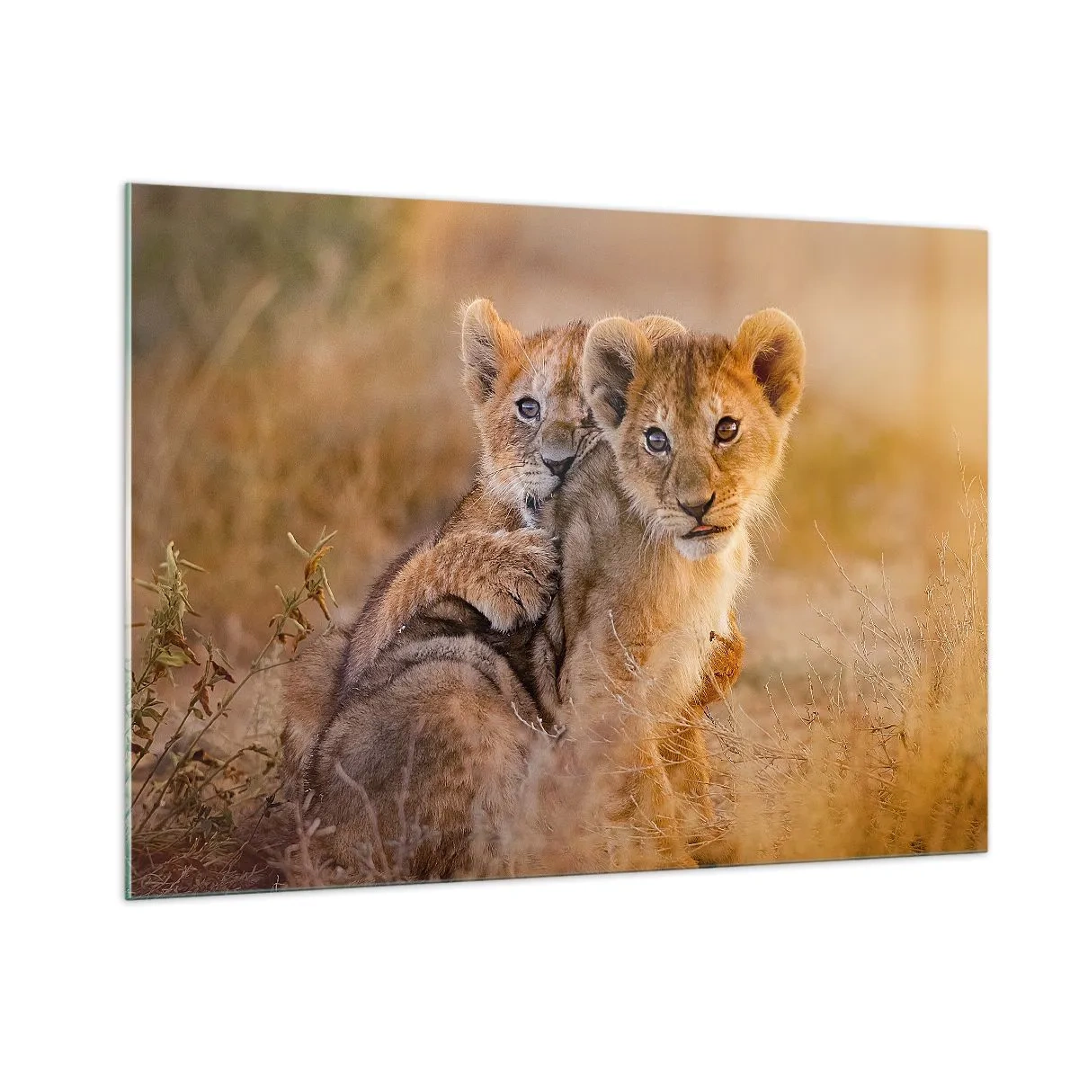 Cuadro sobre vidrio - Impresiones sobre Vidrio - Dos cachorros de león en un entorno natural de sabana. - 100x70cm - ¡No molestar! Nos estamos divirtiendo - Decoración de pared moderna para salón y dormitorio ARTTOR
