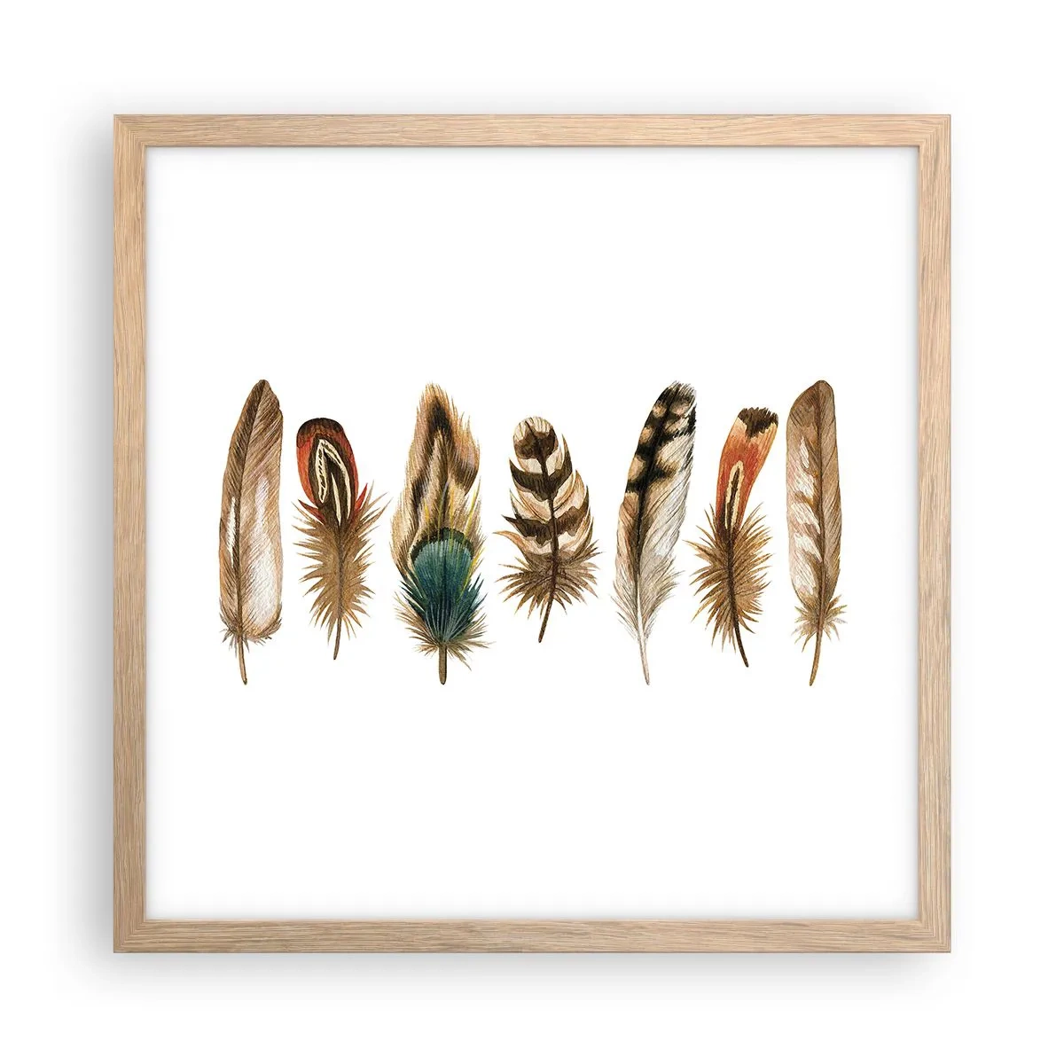 Póster en marco roble claro - Estudio de plumas - 40x40 cm