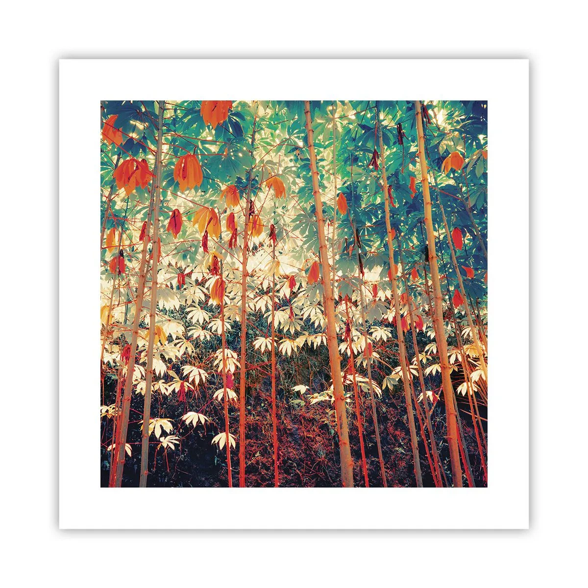 Póster - La vida secreta de las hojas - 40x40 cm