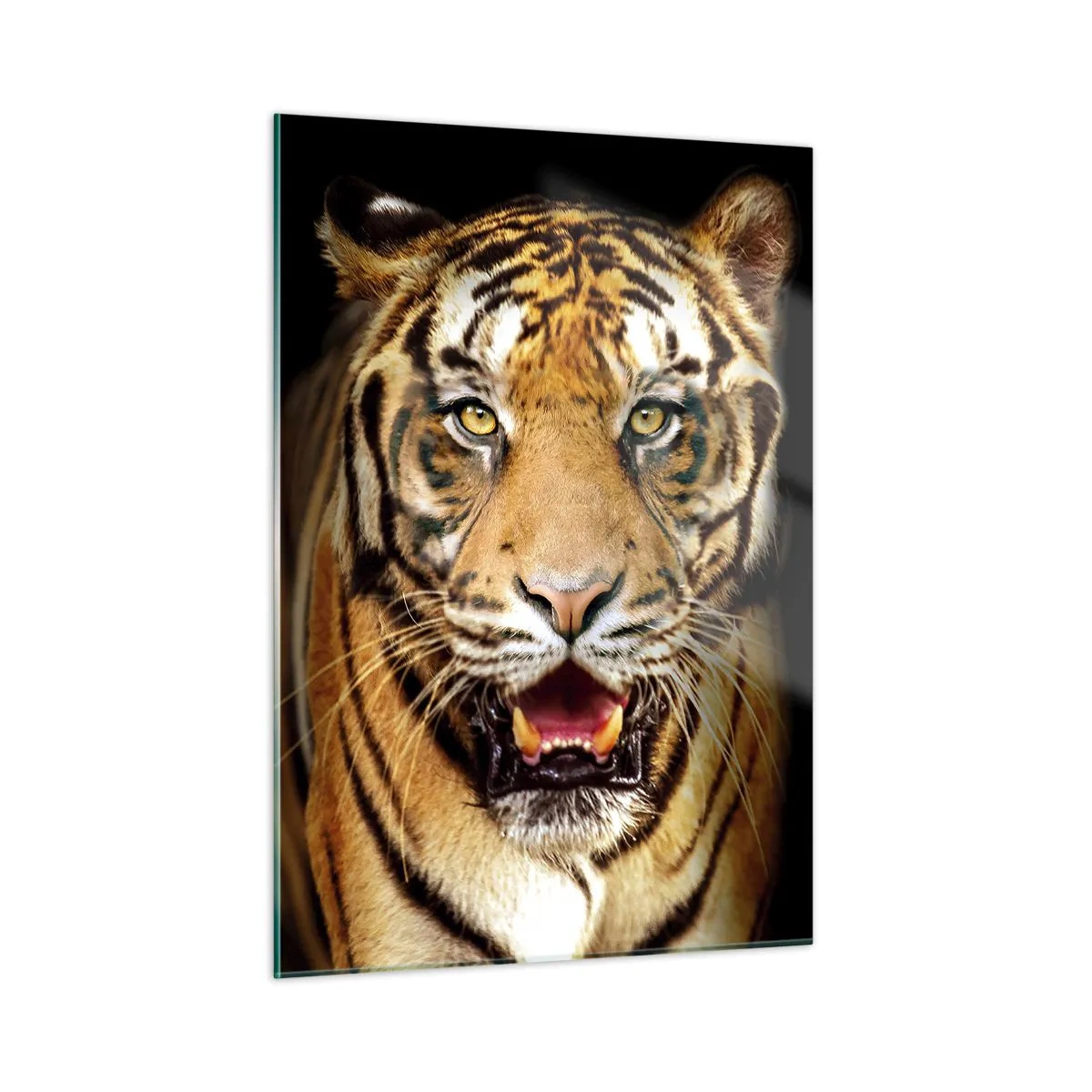 Cuadro sobre vidrio - Impresiones sobre Vidrio - Un tigre sobre un fondo oscuro con una mirada intensa. - 50x70cm - Salvaje de corazón - Decoración de pared moderna para salón y dormitorio ARTTOR
