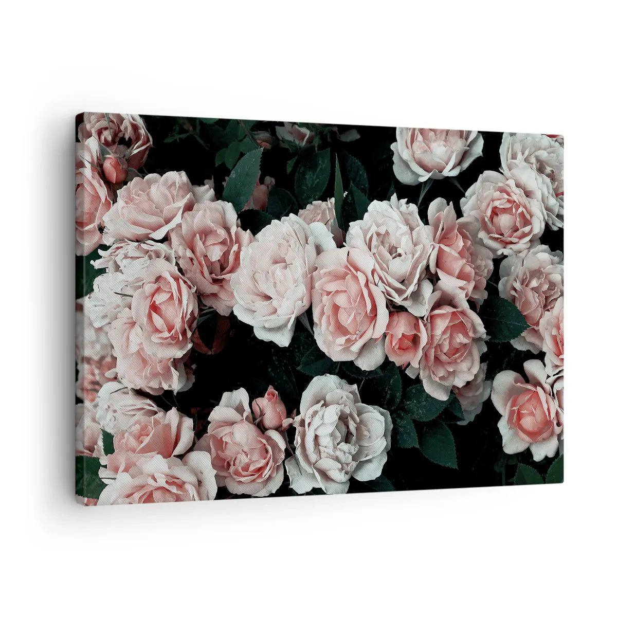 Cuadro sobre lienzo - Impresión de Imagen - Rosas rosadas sobre un fondo oscuro en una composición sutil. - 70x50cm - Conjunto de rosas - Decoración de pared moderna para salón y dormitorio ARTTOR
