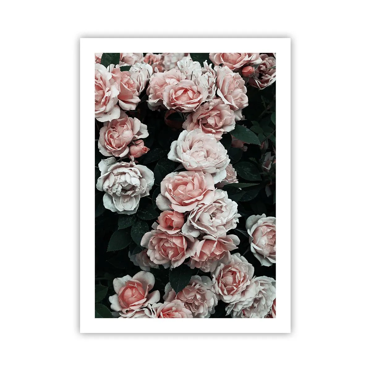 Póster - Un ramo de rosas en delicados tonos rosa sobre un fondo oscuro. - 50x70cm - Conjunto de rosas - Decoración de pared moderna para salón y dormitorio ARTTOR