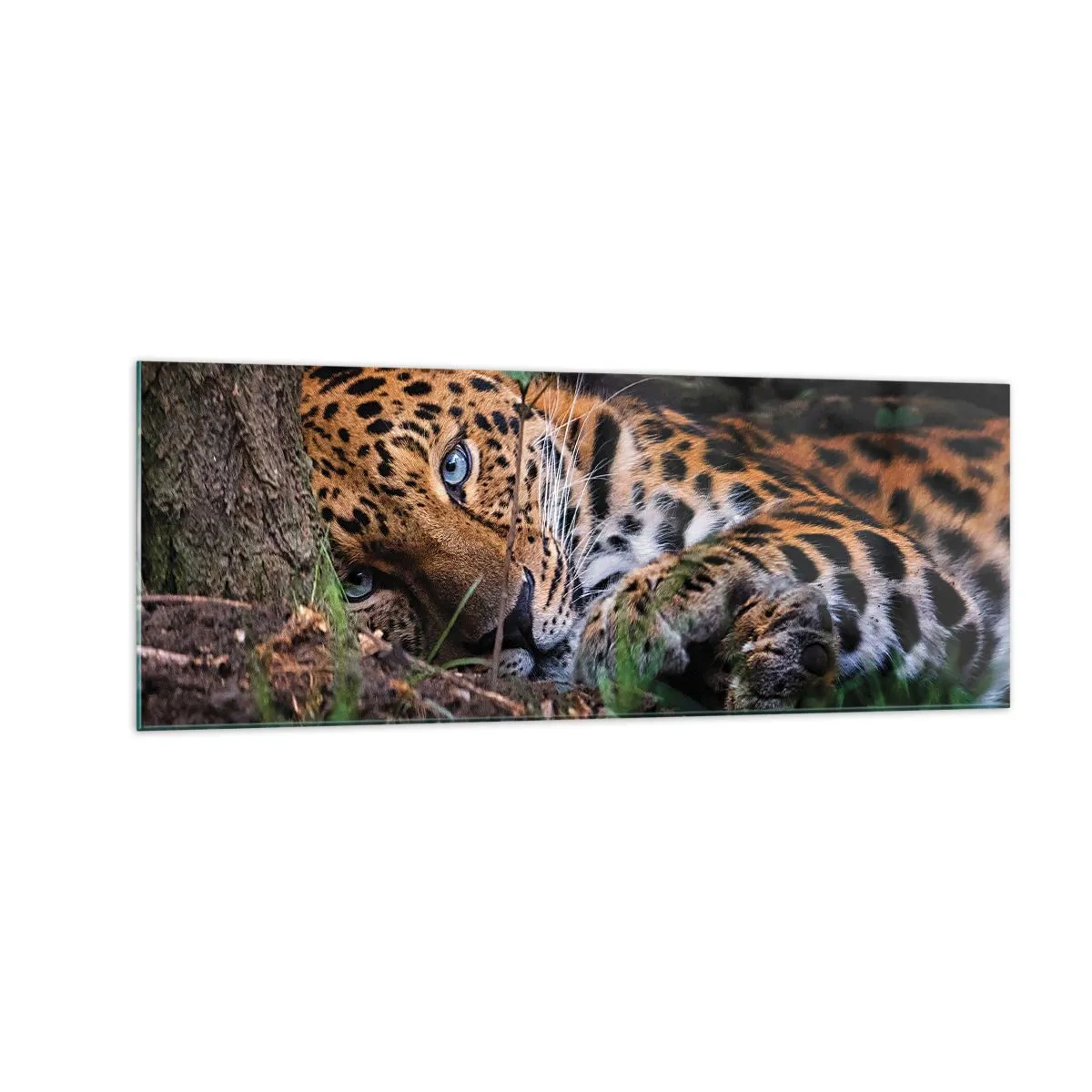 Cuadro sobre vidrio - Impresiones sobre Vidrio - Un leopardo tumbado a la sombra de los árboles. - 140x50cm - Confía en mí - Decoración de pared moderna para salón y dormitorio ARTTOR
