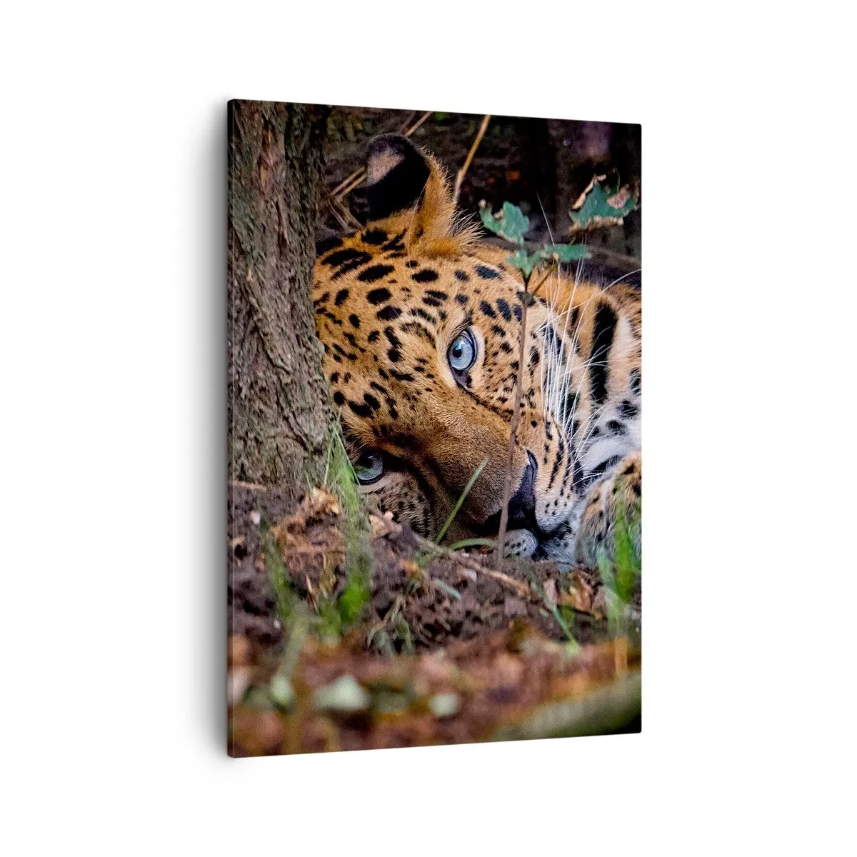 Cuadro sobre lienzo - Impresión de Imagen - Un leopardo tumbado a la sombra de los árboles. - 50x70cm - Confía en mí - Decoración de pared moderna para salón y dormitorio ARTTOR