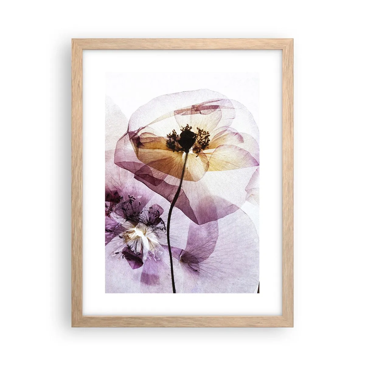 Póster en marco roble claro - Cuerpo de flor - 30x40 cm