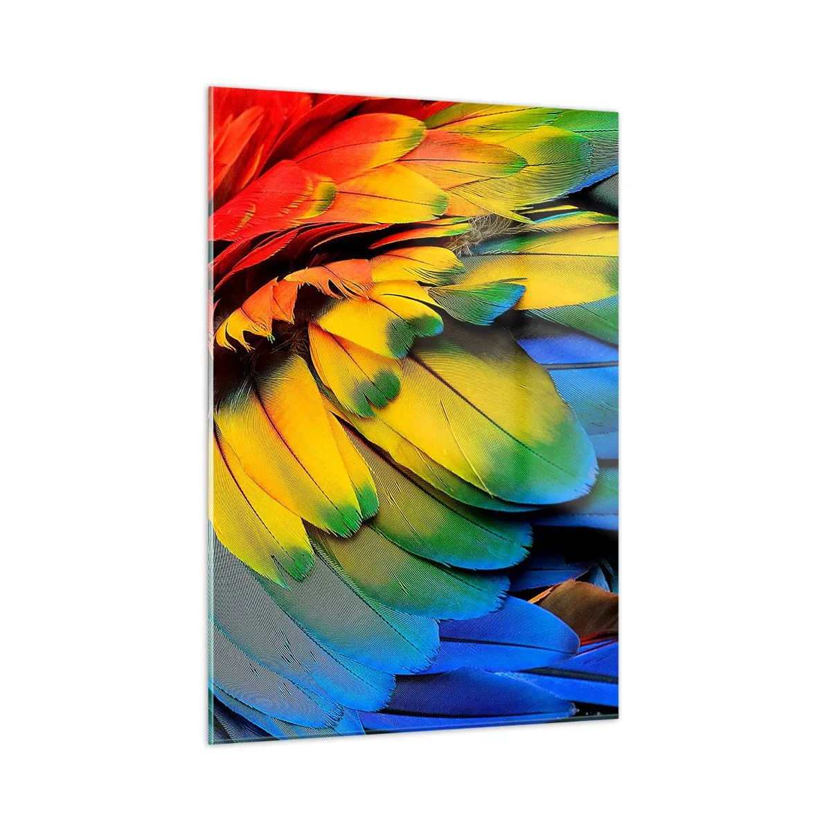 Cuadro sobre vidrio - Impresiones sobre Vidrio - Plumas de loro coloridas en intensos colores del arco iris. - 50x70cm - Ave del paraíso - Decoración de pared moderna para salón y dormitorio ARTTOR