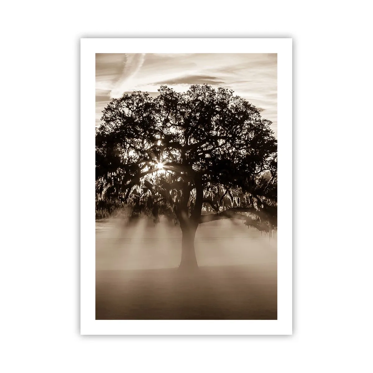 Póster - Árbol en la niebla con rayos de luz. - 50x70cm - Un árbol de buenas noticias - Decoración de pared moderna para salón y dormitorio ARTTOR