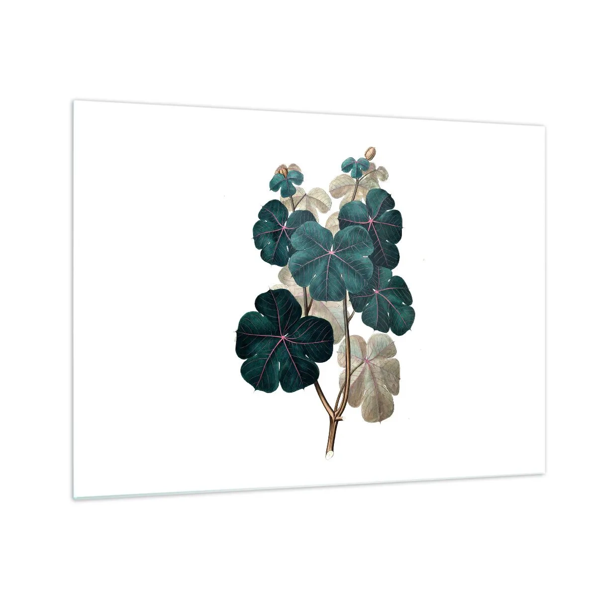 Cuadro sobre vidrio - Impresiones sobre Vidrio - Ilustración botánica de hojas verdes sobre un fondo blanco. - 70x50cm - De un viejo herbario - Decoración de pared moderna para salón y dormitorio ARTTOR