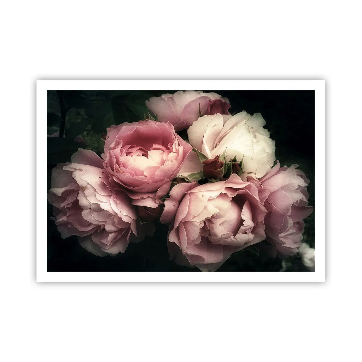 Póster - Un ramo de rosas en delicados tonos rosa y blanco. - 100x70cm - El encanto de la belle époque - Decoración de pared moderna para salón y dormitorio ARTTOR
