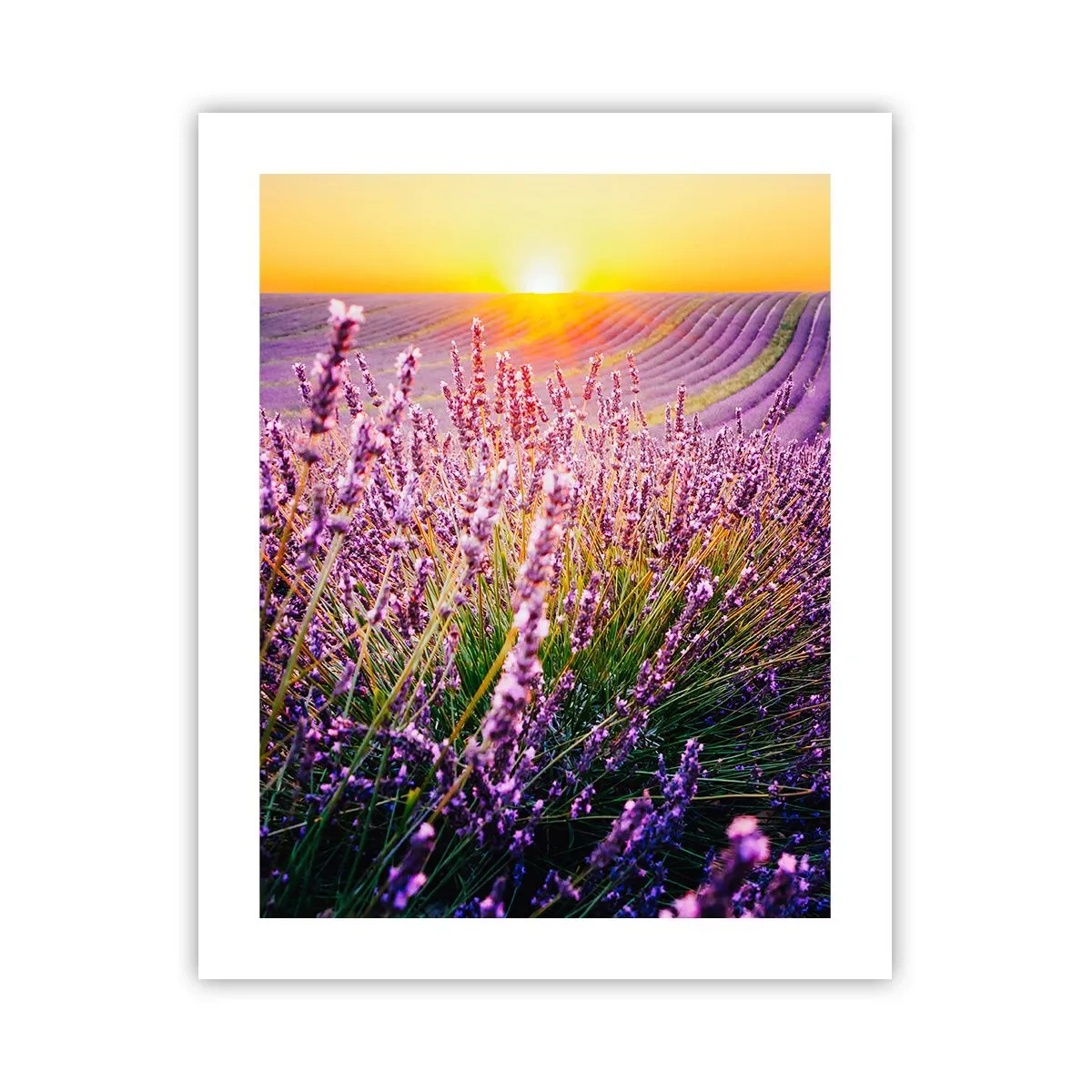 Póster - Pradera fragante - 40x50 cm