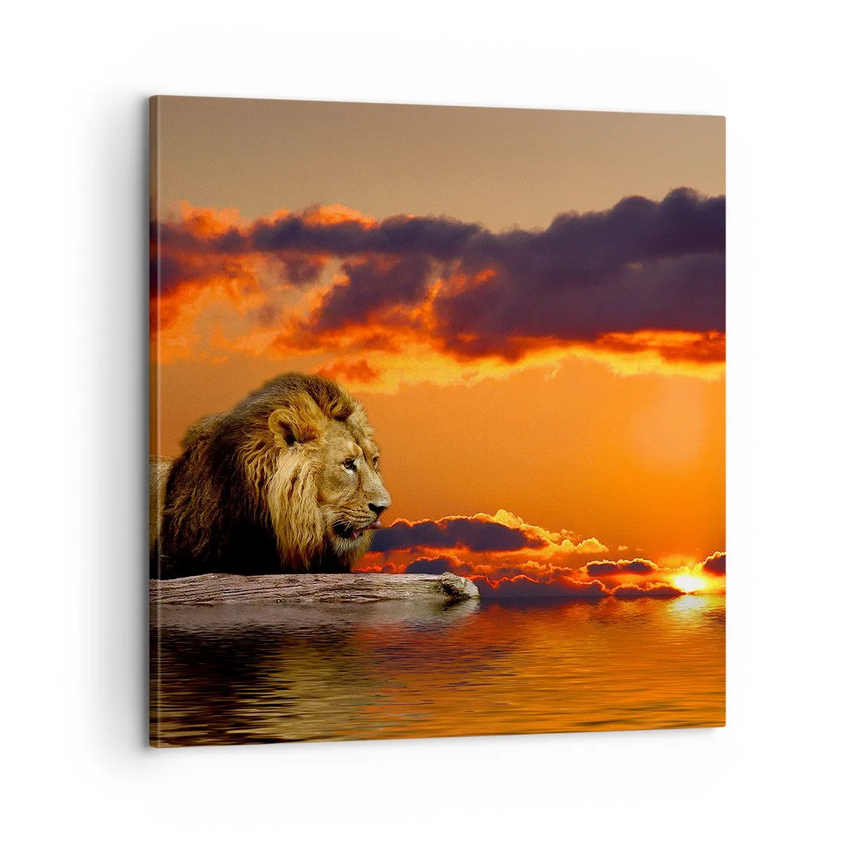 Cuadro sobre lienzo - Impresión de Imagen - Rey de la naturaleza - 60x60 cm