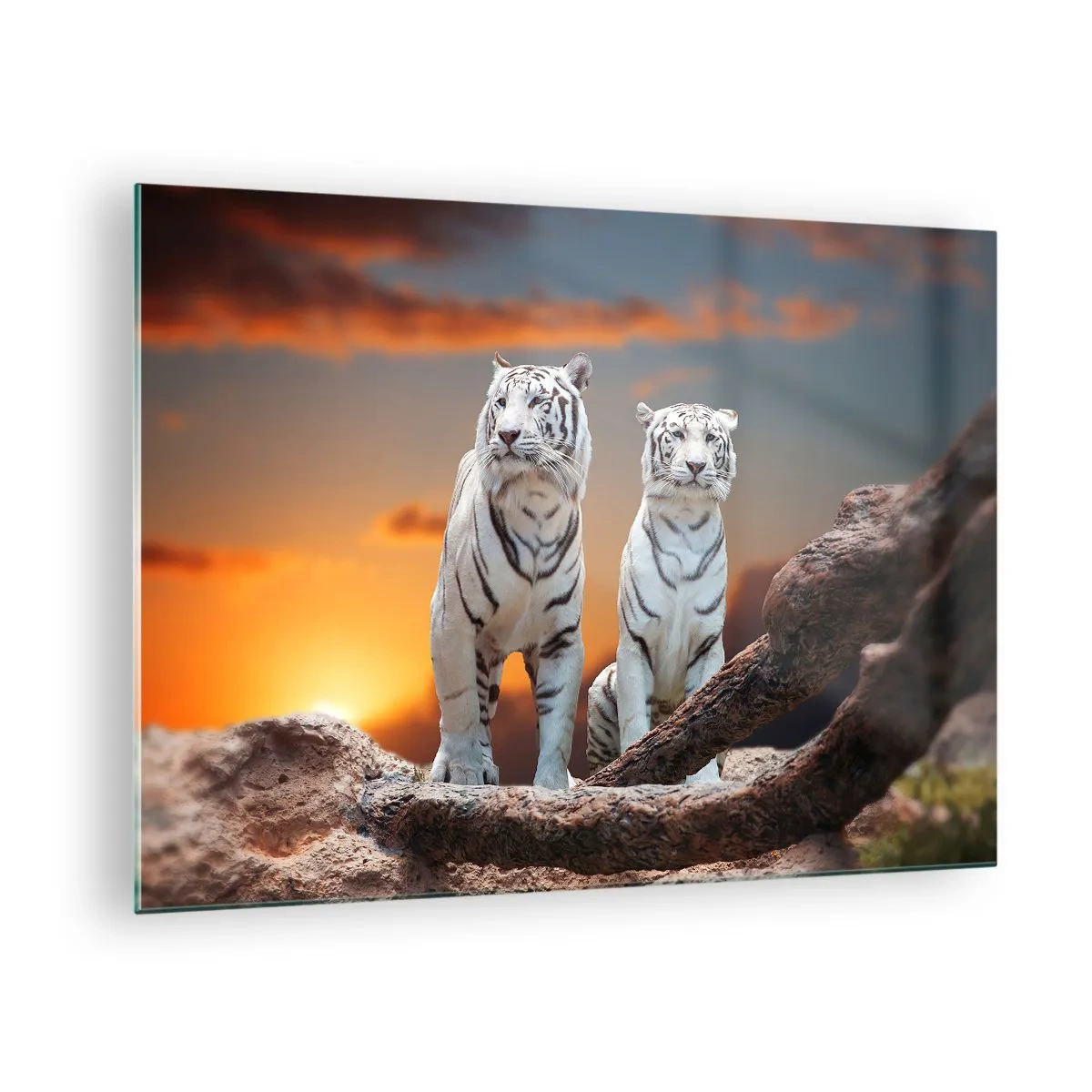 Cuadro sobre vidrio - Impresiones sobre Vidrio - Tigres blancos contra el sol poniente - 70x50cm - Como en Narnia - Decoración de pared moderna para salón y dormitorio ARTTOR