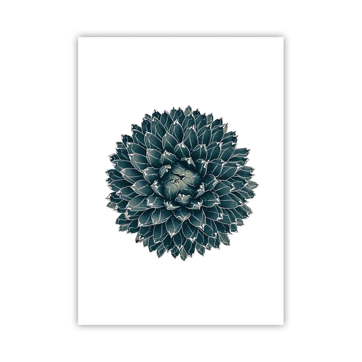 Póster - Detalle de una suculenta con disposición simétrica de hojas. - 50x70cm - Estrella del desierto - Decoración de pared moderna para salón y dormitorio ARTTOR