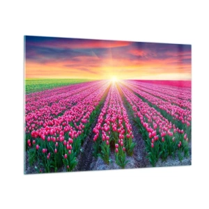 Cuadro sobre vidrio - Impresiones sobre Vidrio - Un campo de tulipanes rosados bajo los rayos del sol poniente. - 100x70cm - Granja de belleza - Decoración de pared moderna para salón y dormitorio ARTTOR