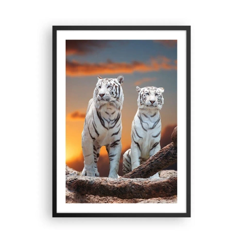 Póster en marco negro - Tigres blancos contra el sol poniente - 50x70cm - Como en Narnia - Decoración de pared moderna para salón y dormitorio ARTTOR