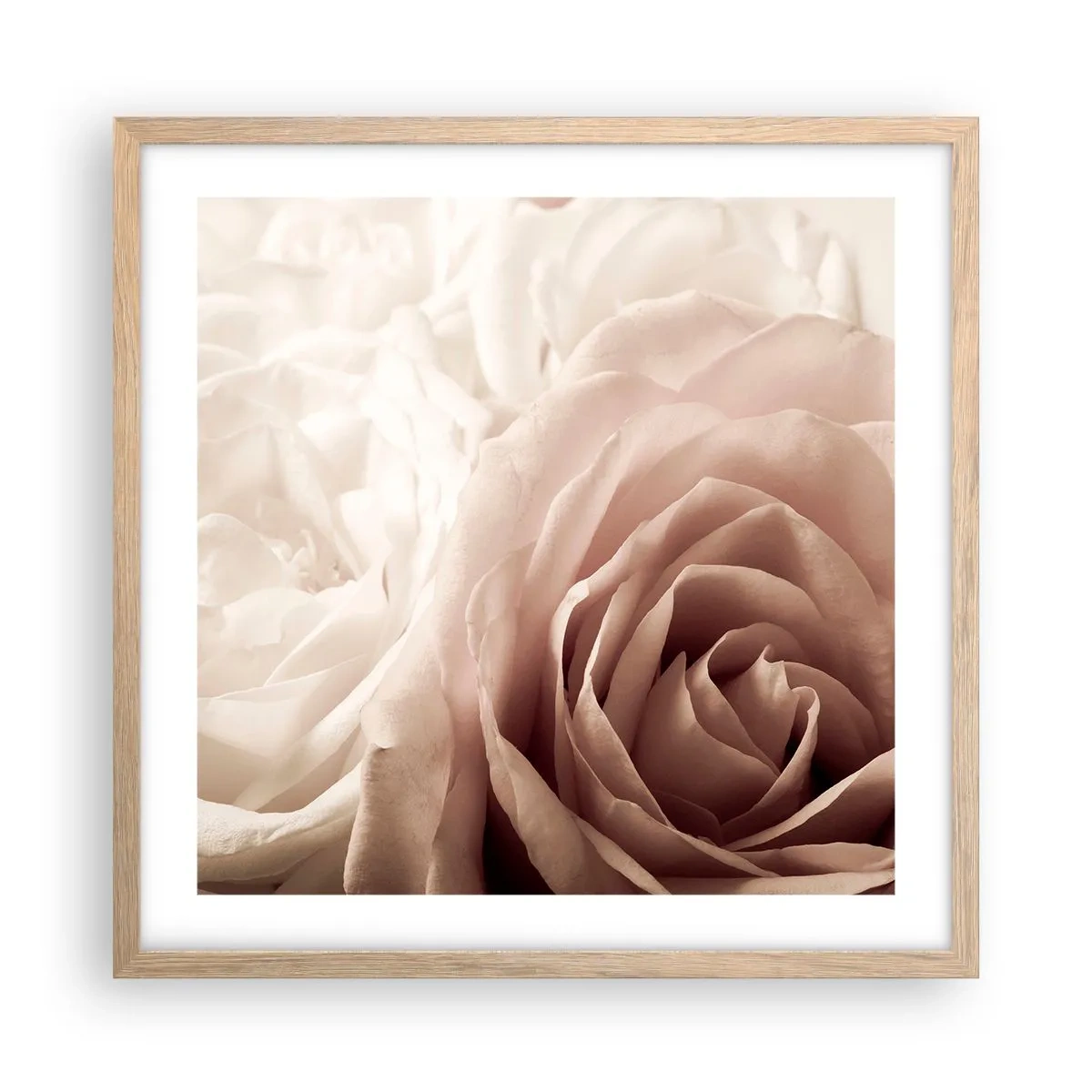 Póster en marco roble claro - En el corazón de una rosa - 50x50 cm