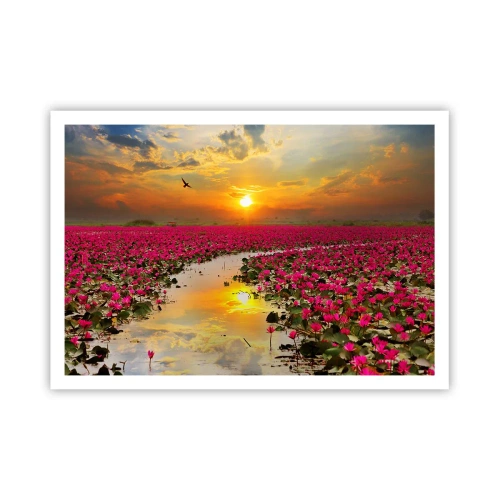 Póster - Un campo de nenúfares rosados al atardecer. - 100x70cm - La vida secreta del lago - Decoración de pared moderna para salón y dormitorio ARTTOR